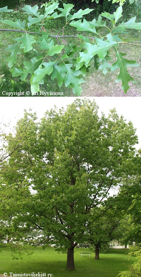 Quercus rubra, punatammi